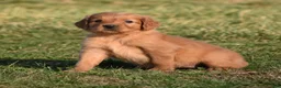 Golden Retriever dogs for sale: Princess      Genetic/OFA - Ad 7