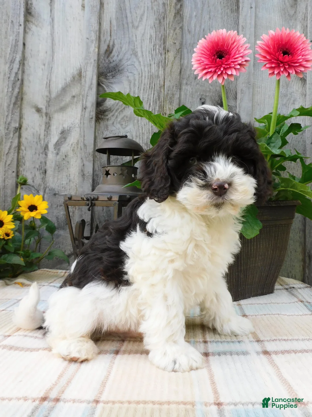 Cockapoo dogs for sale: Hector  - Ad 2