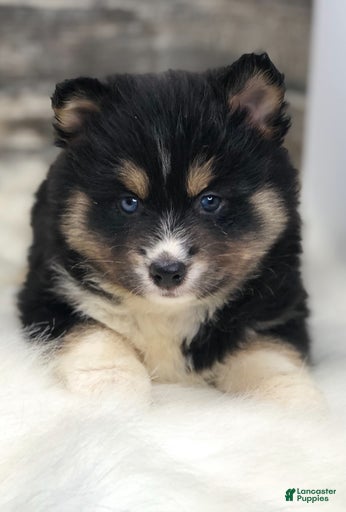 Gallery Image {{count}}