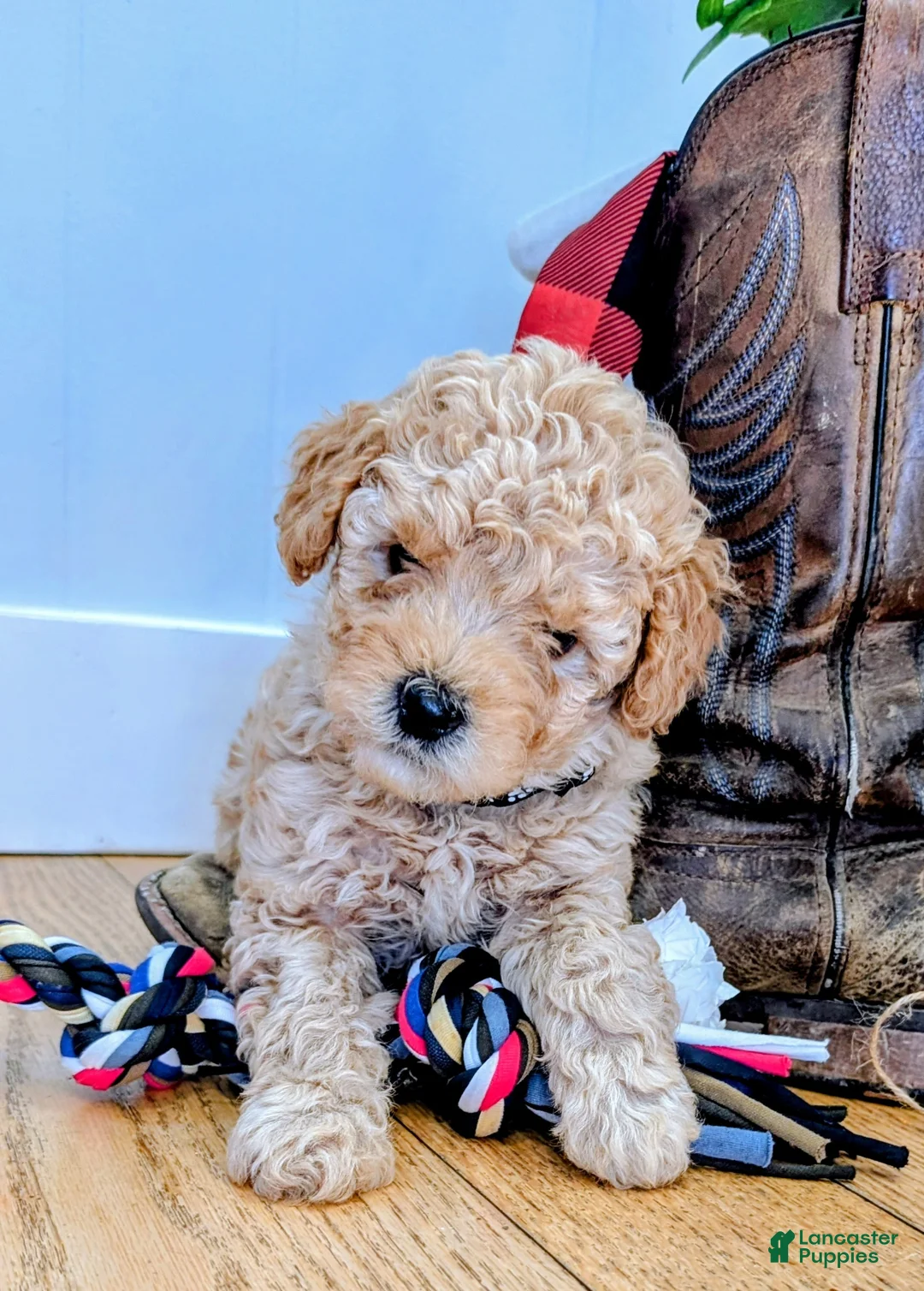 Cavapoo dogs for sale: Latte - Ad 2