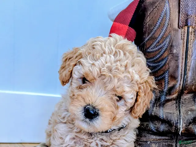Cavapoo dogs for sale: Latte - Ad 2