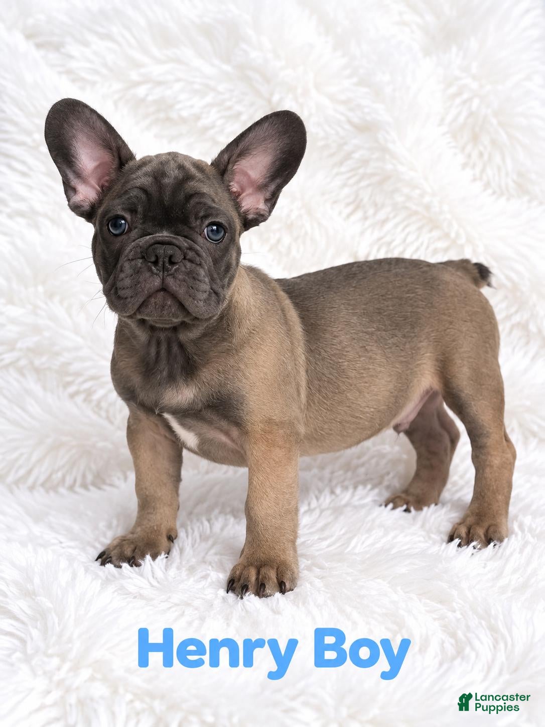 French Bulldog dogs French Bulldog Puppy Male Ready to Go AKC!!  - Ad 1