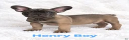 French Bulldog dogs for sale: French Bulldog Puppy Male Ready to Go AKC!!  - Ad 1