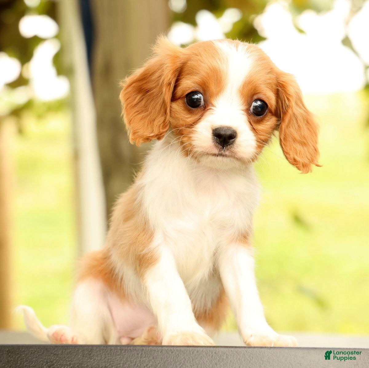 Cavalier King Charles Spaniel dogs Vanessa - Ad 1