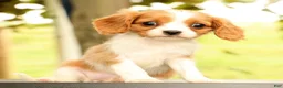 Cavalier King Charles Spaniel dogs for sale: Vanessa - Ad 1