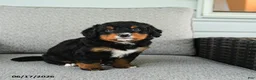 Bernedoodle dogs for sale: Sweet Pea - Ad 3