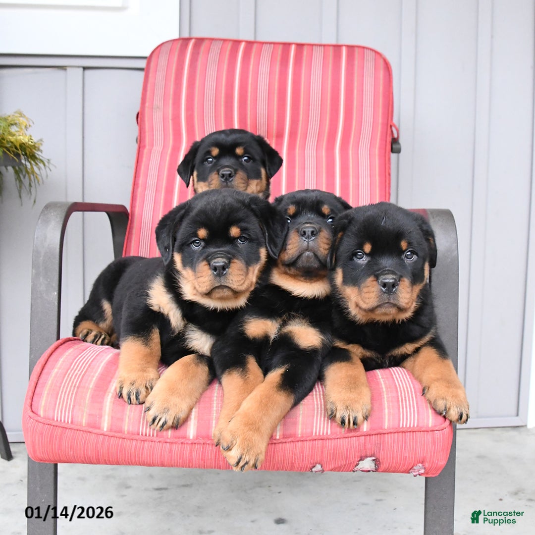Rottweiler dogs for sale: Scout - Ad 5