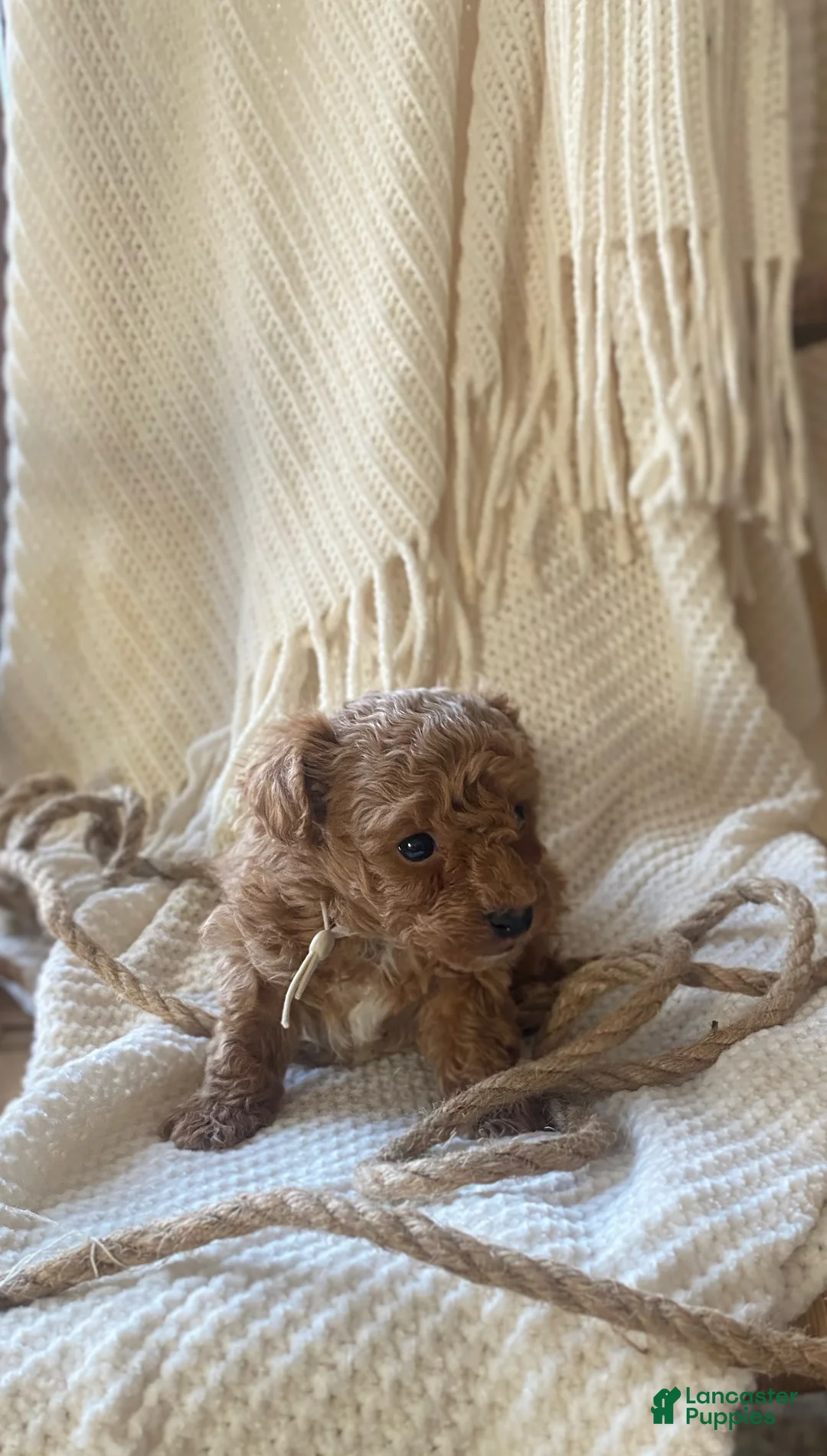 Toy Poodle dogs for sale: LITTLE ARCHIE - Ad 10