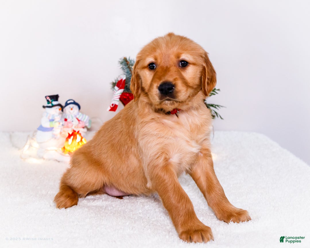 Golden Retriever dogs for sale: Freda - Ad 2