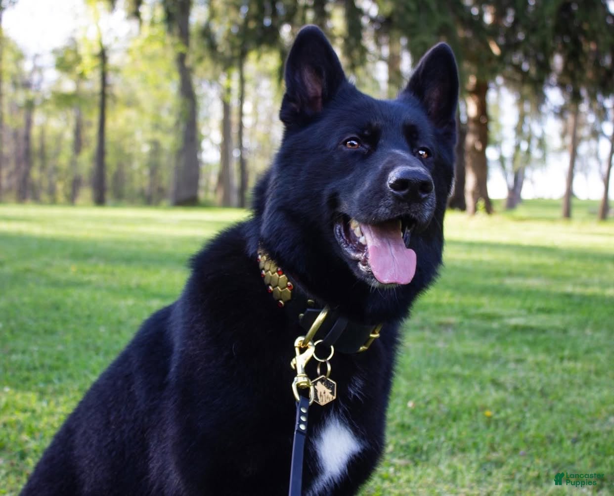 German Shepherd dogs Shadow - 7 (STUD SERVICE/pickofthelitter) - Ad 3