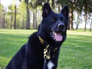 German Shepherd dogs Shadow - 7 (STUD SERVICE/pickofthelitter) - Ad 3