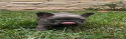 French Bulldog dogs for sale: Sonia - Ad 2