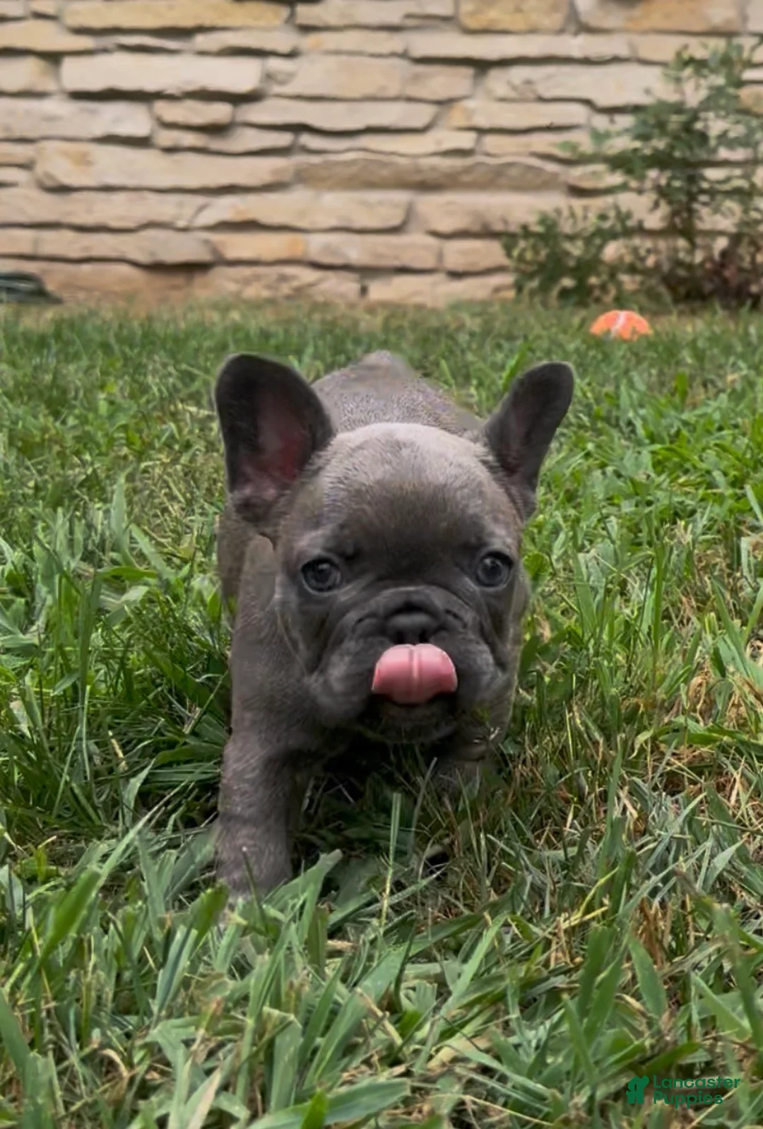 French Bulldog dogs for sale: Sonia - Ad 2