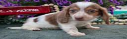Miniature Dachshund dogs for sale: Jupiter - Ad 3