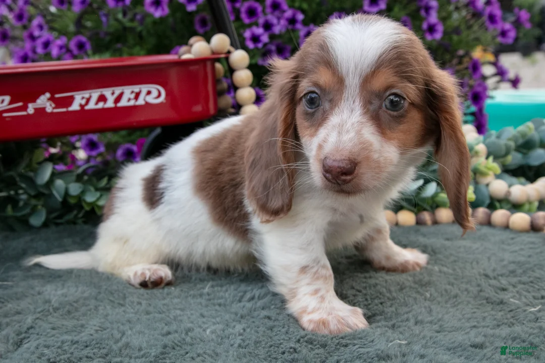 Miniature Dachshund dogs for sale: Jupiter - Ad 3