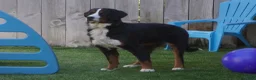 Bernedoodle dogs for sale: Wilson F1 - Ad 4