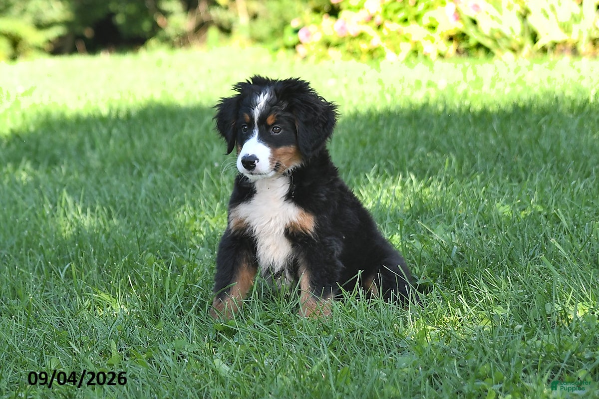 Bernese Mountain Dog dogs Cleo - Ad 2