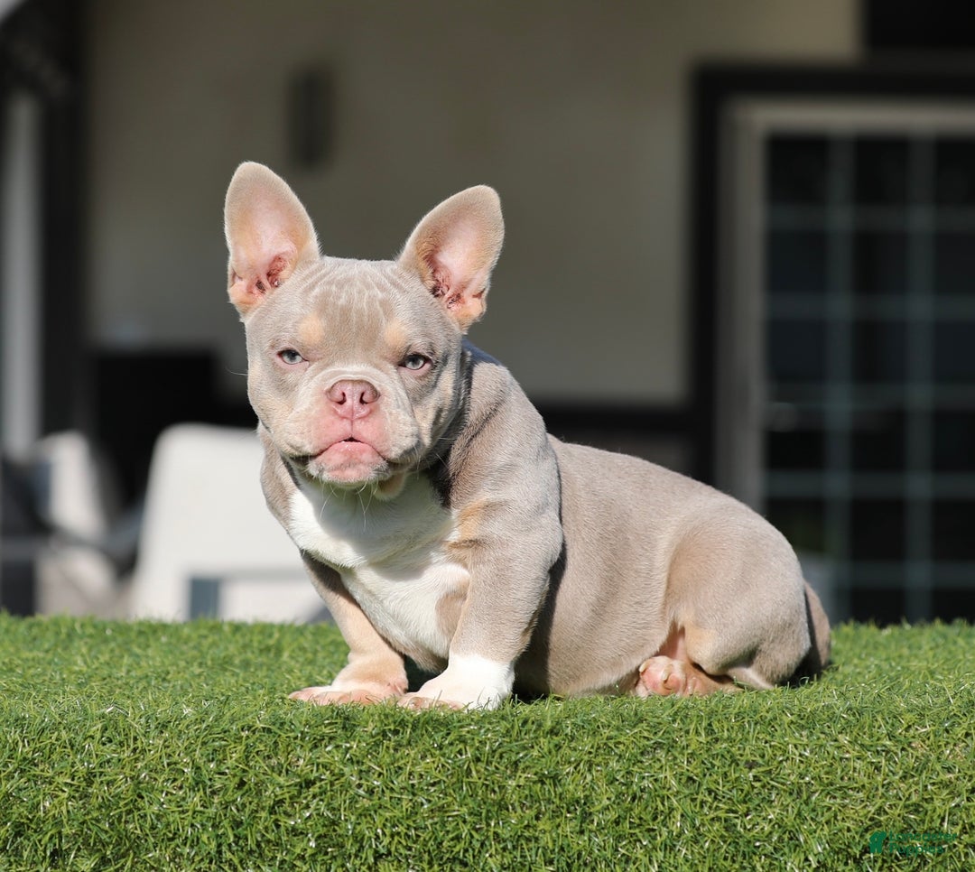 American Bully dogs for sale: American Bully Puppy 1 - Ad 4