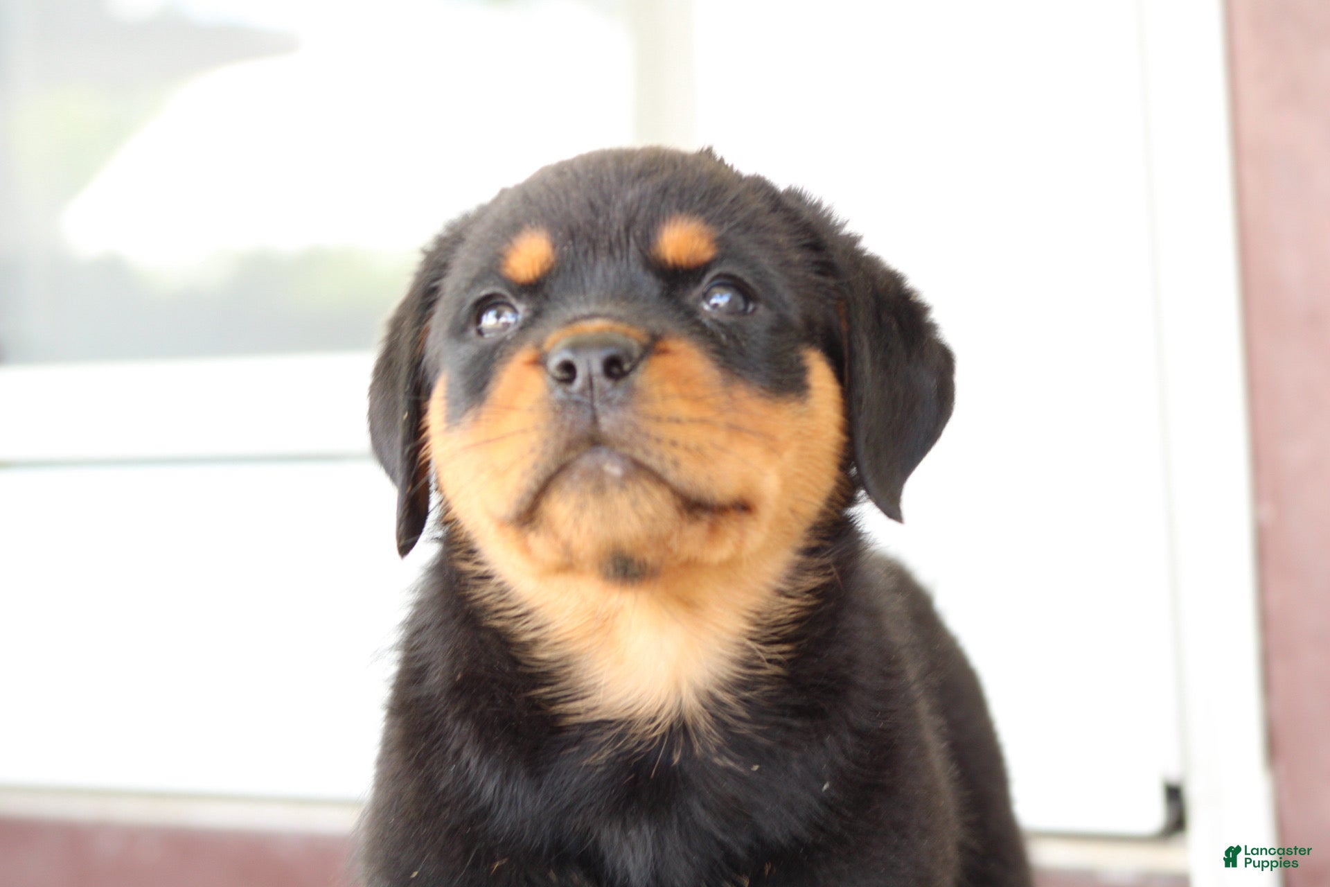 Rottweiler dogs for sale: Danielle - Ad 1