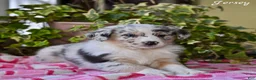 Australian Shepherd dogs for sale: Jersey - Ad 2