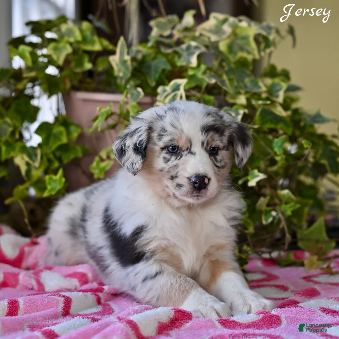 Australian Shepherd dogs for sale: Jersey - Ad 2