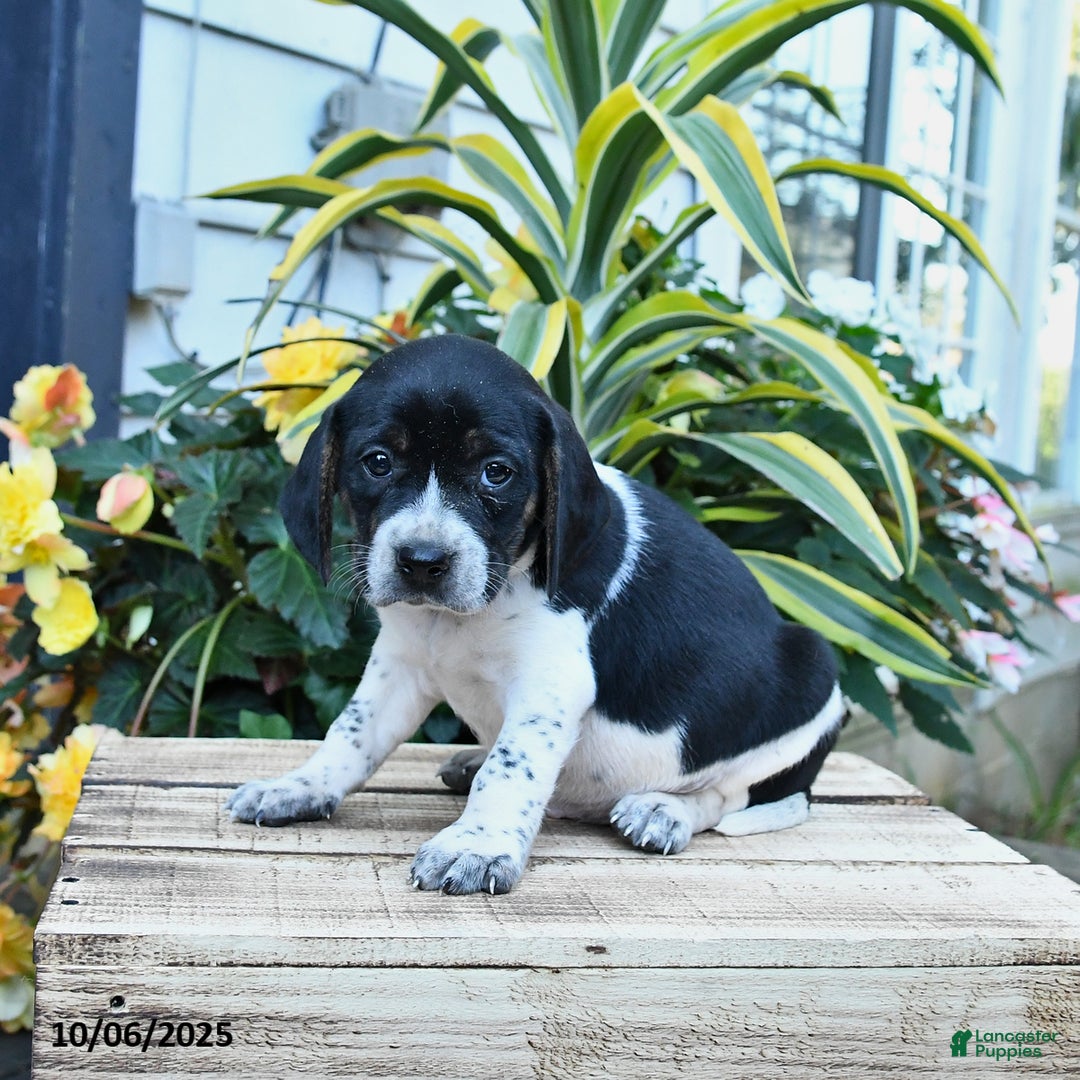 Mixed Breed dogs for sale: Emma - Ad 2