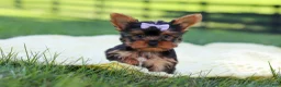 Yorkshire Terrier dogs for sale: Miranda - Ad 11