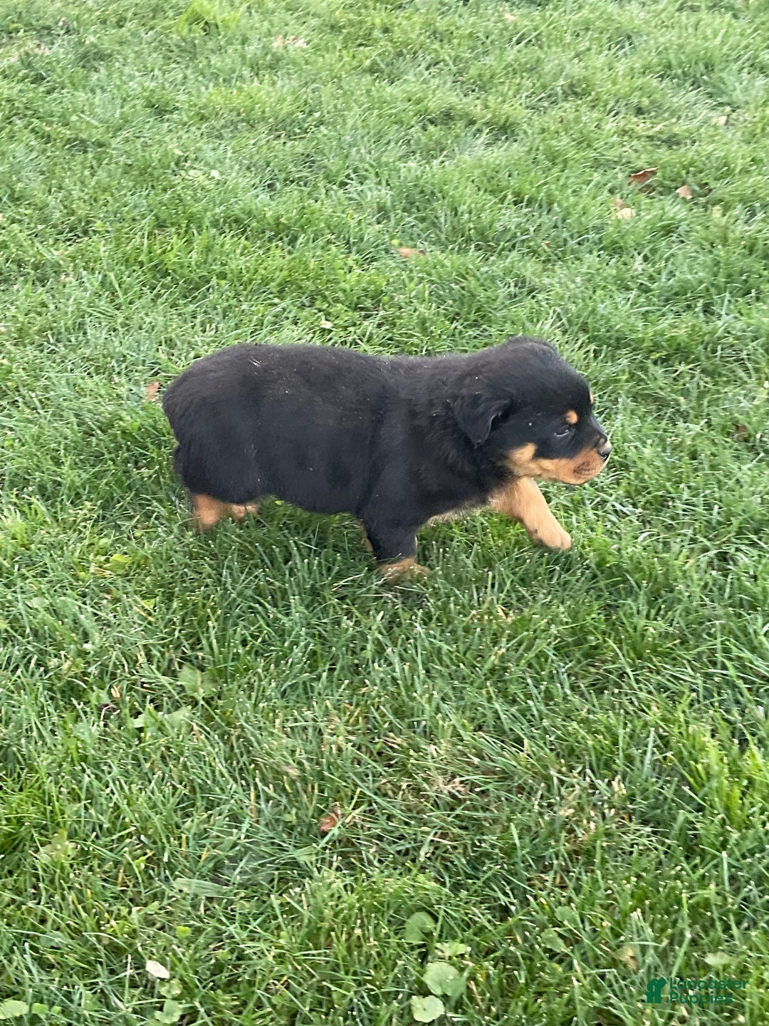Rottweiler dogs for sale: Rottweiler Puppy 1 - Ad 8