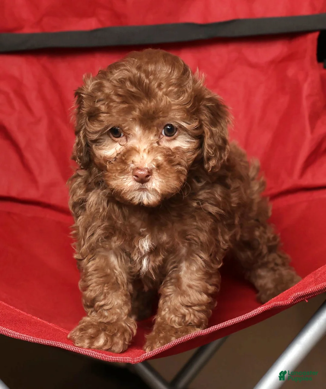 Havapoo dogs for sale: Stella - Ad 7