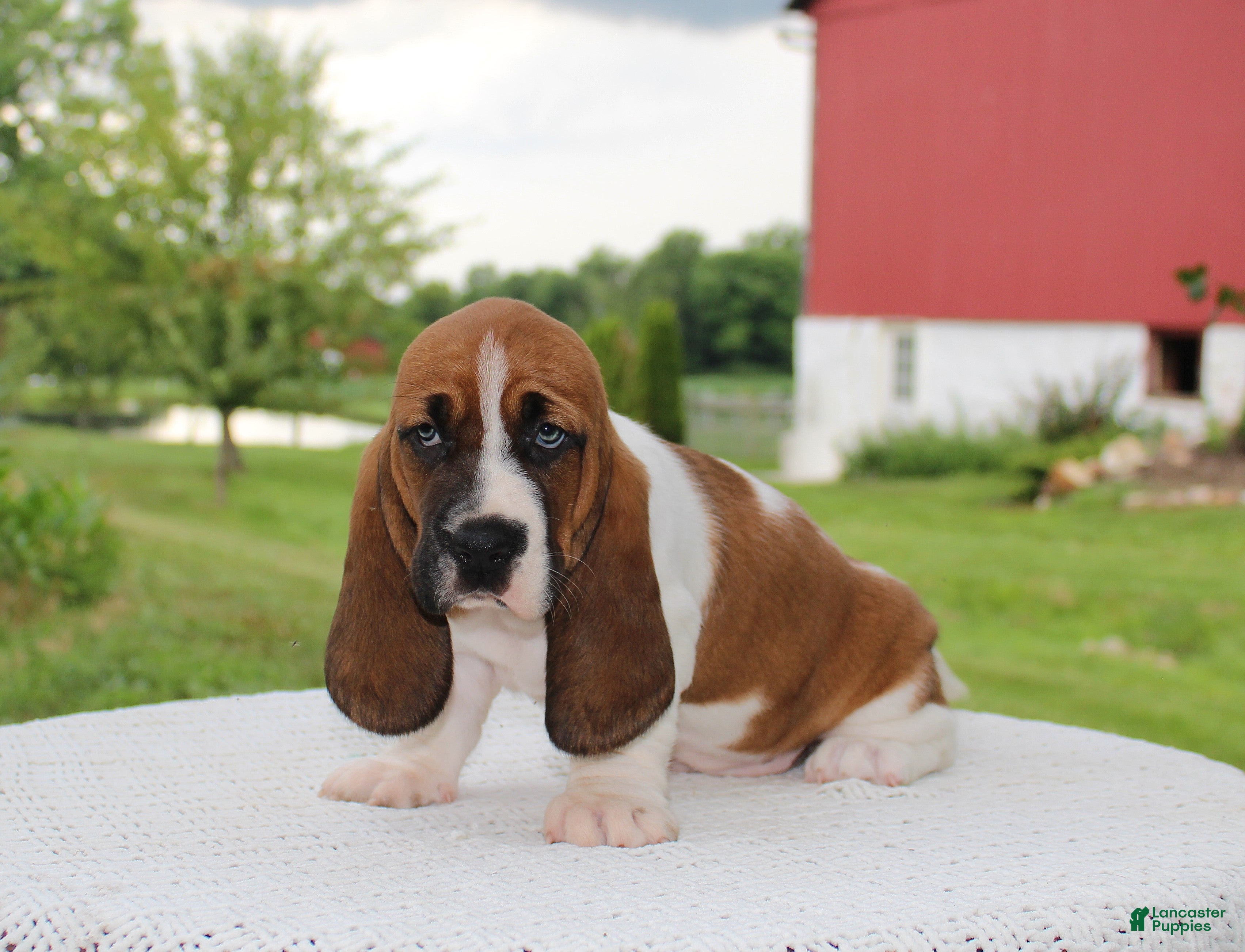 Basset Hound dogs Molly - Ad 1