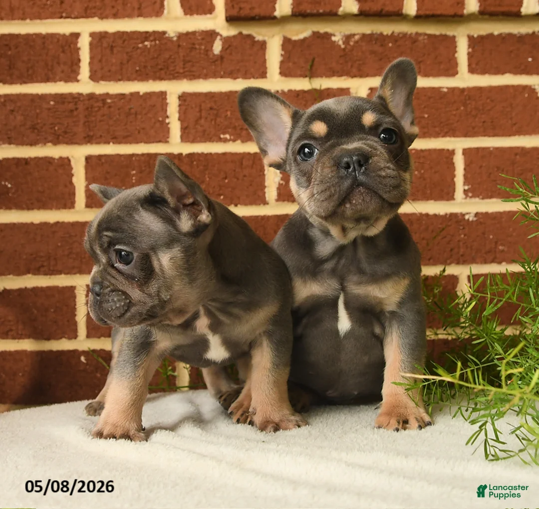 French Bulldog dogs for sale: Kaiser - Ad 5