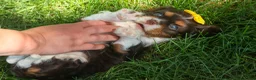 Cavalier King Charles Spaniel dogs for sale:  Arthur 🐶 - Ad 4