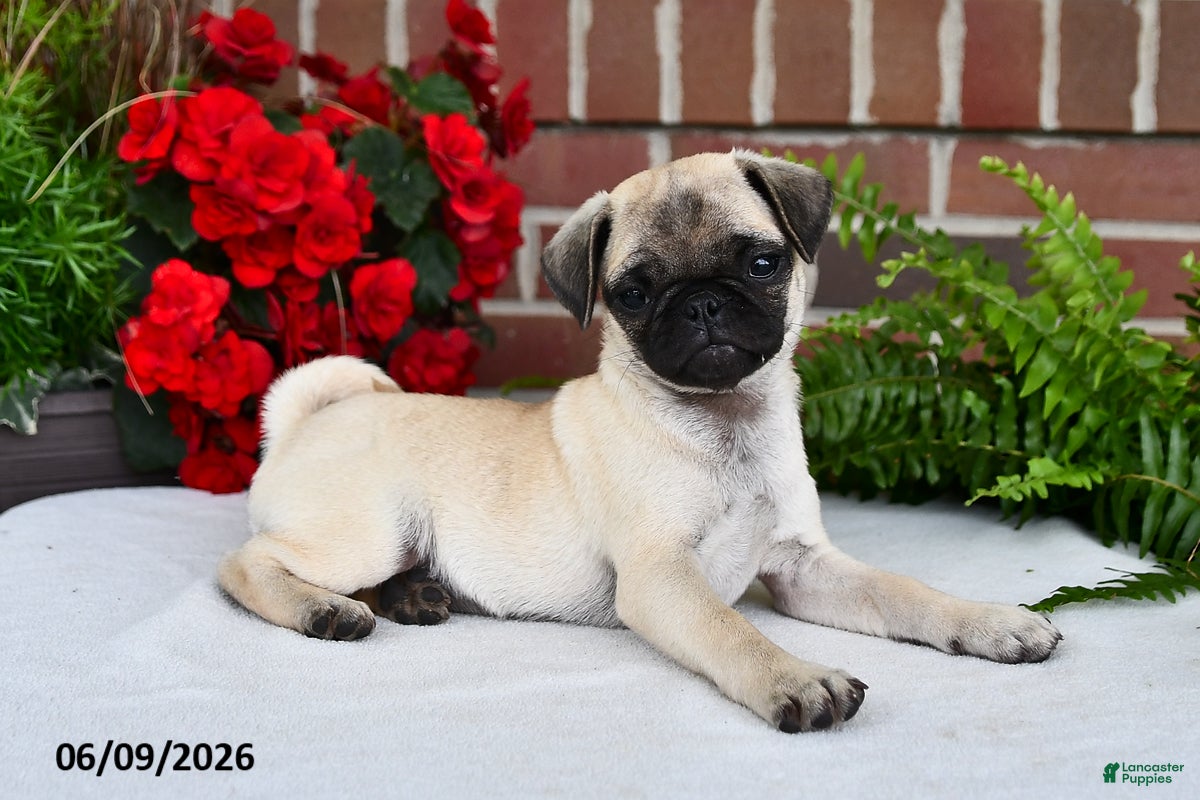 Pug dogs Princess - Ad 1