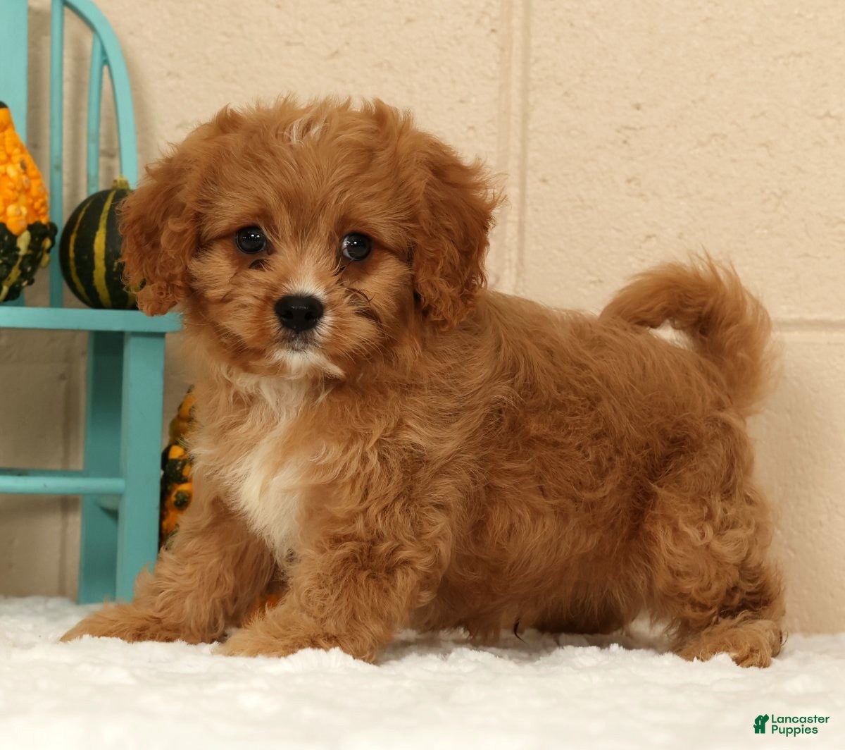 Cavapoo dogs Anson - Ad 2