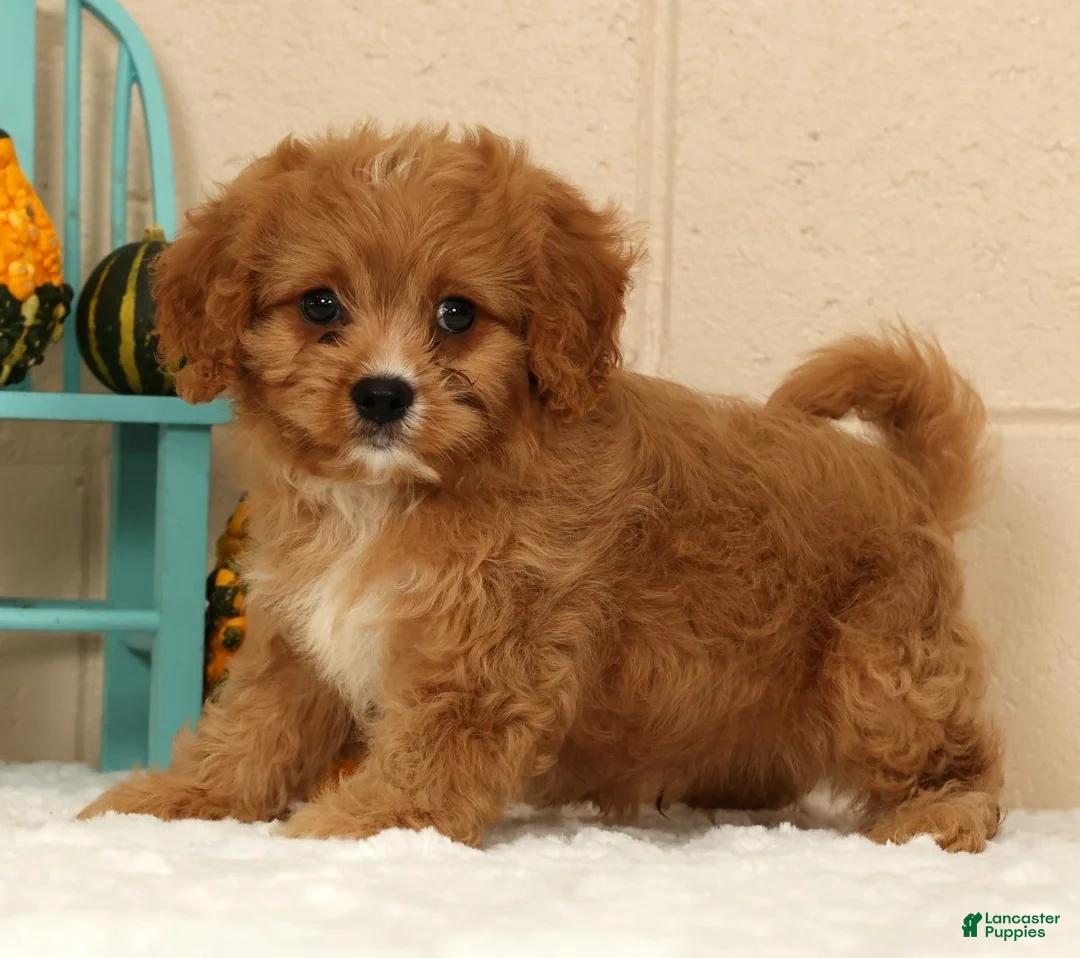 Cavapoo dogs for sale: Anson - Ad 2