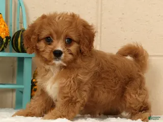 Cavapoo dogs Anson - Ad 2
