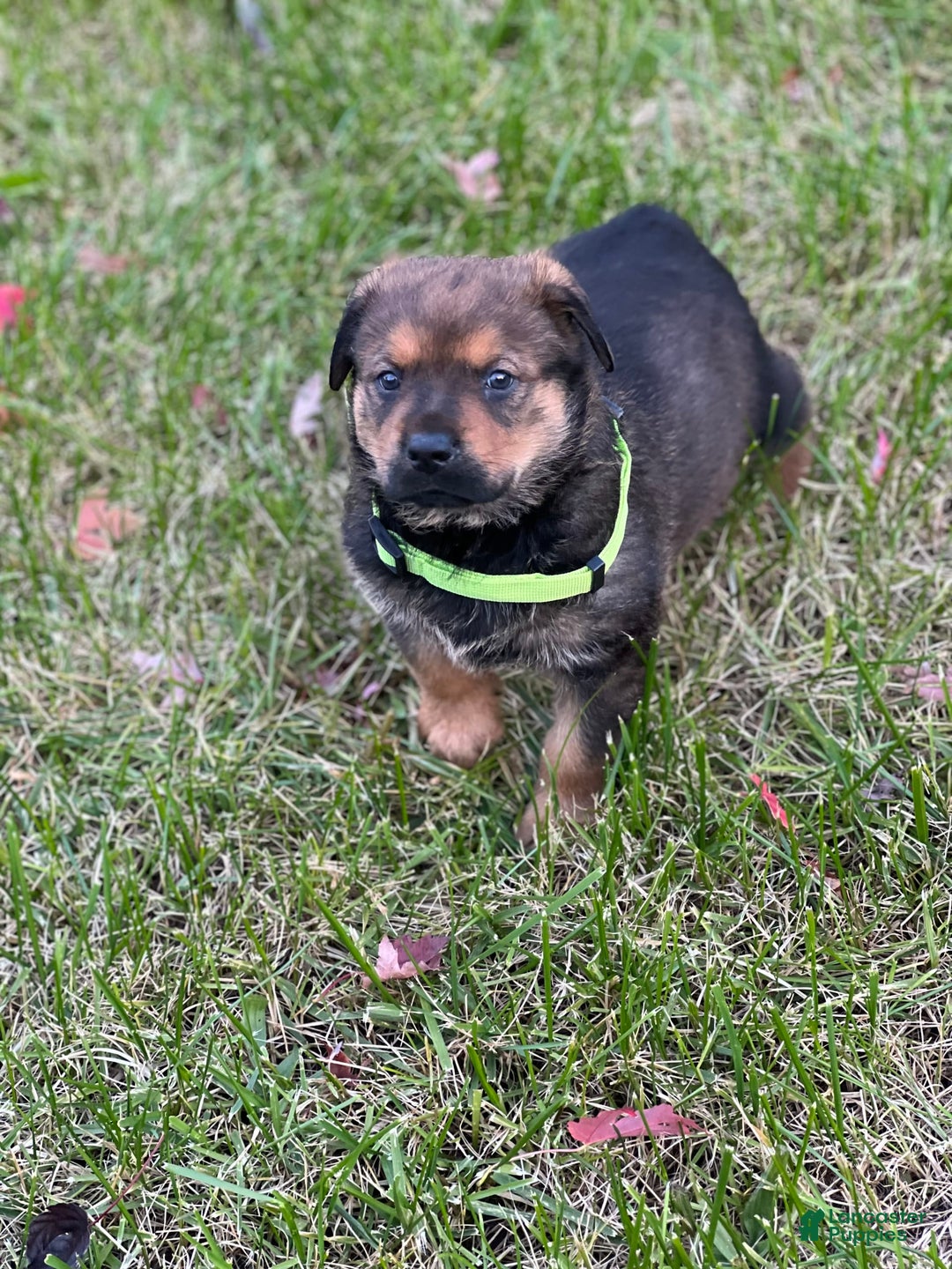 Gallery Image {{count}}