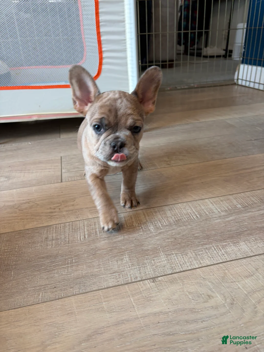 French Bulldog dogs for sale: French Bulldog Puppy 2 - Ad 3