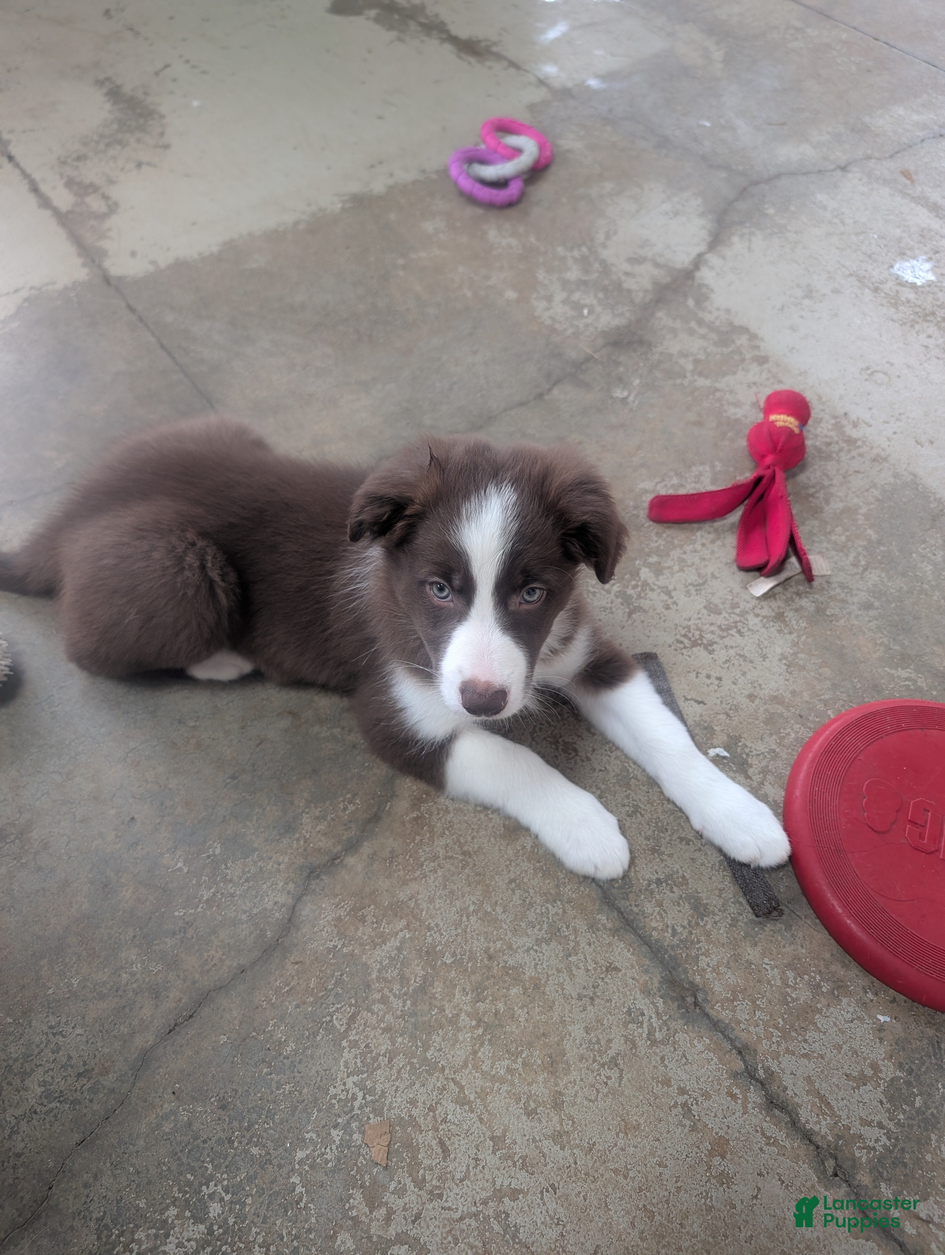 Border Collie dogs Border Collie 3 - Ad 34