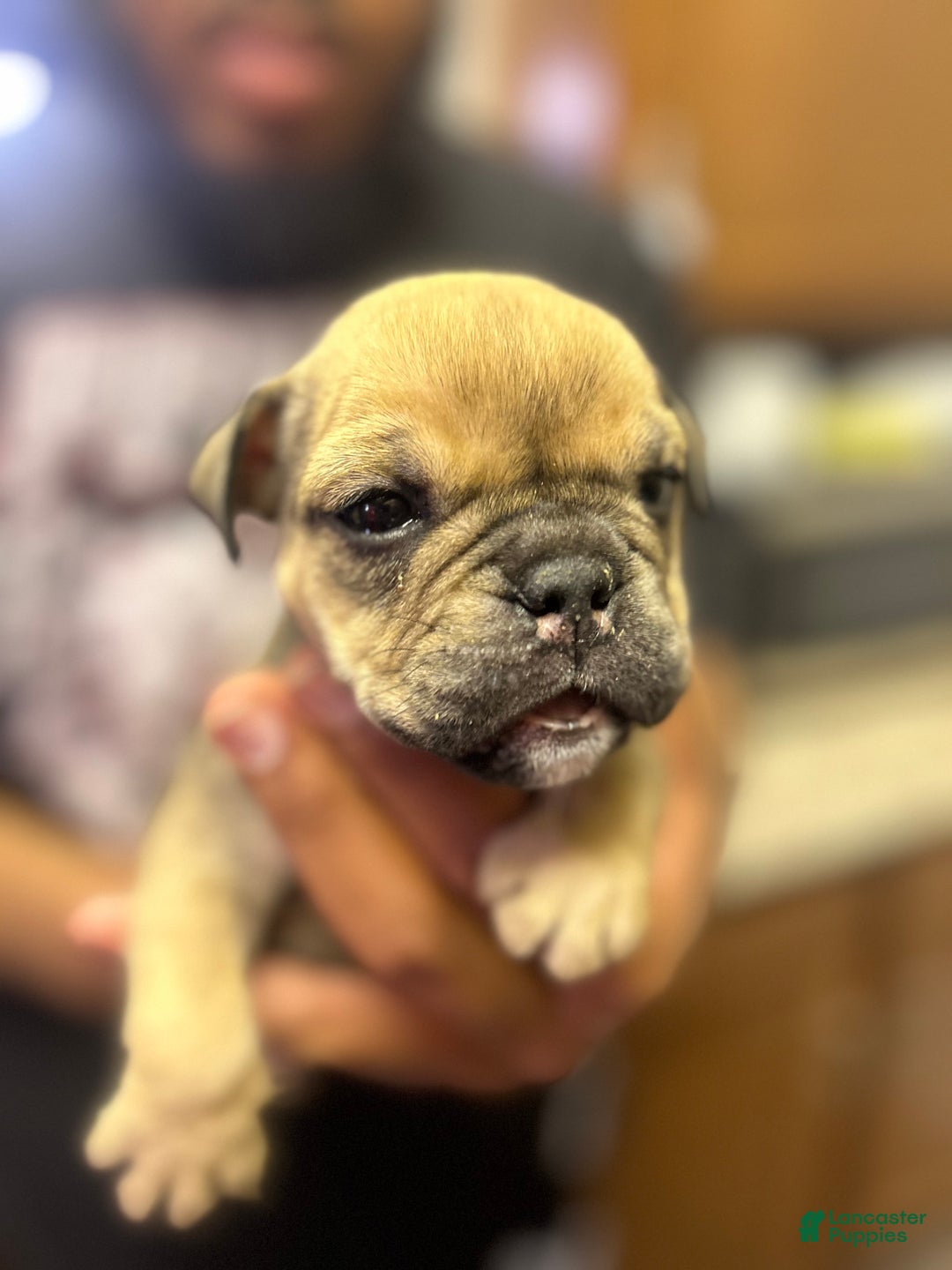English Bulldog dogs for sale: Foxy - Ad 2