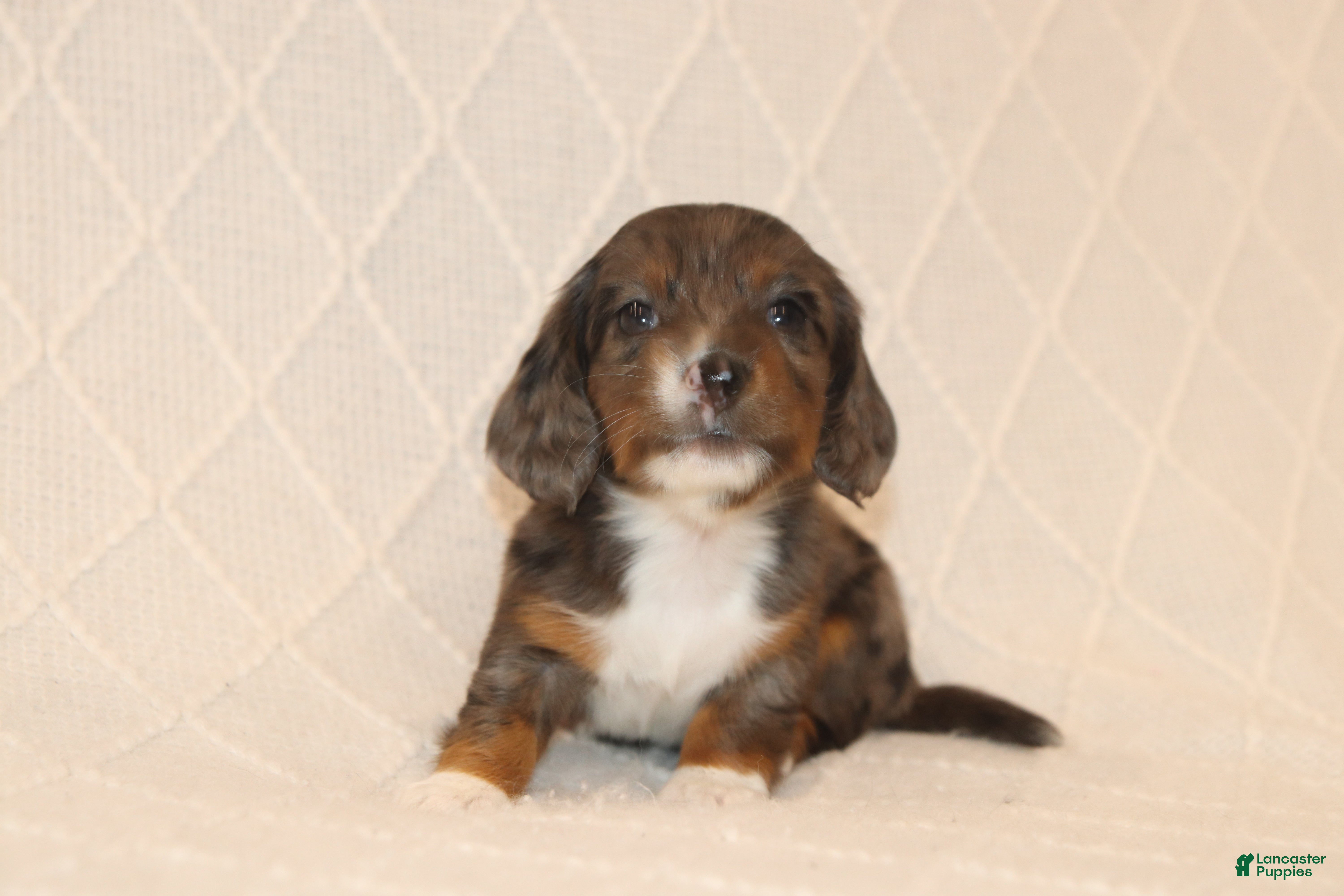 Miniature Dachshund dogs Ivy - Ad 1