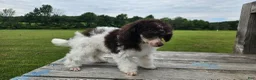 Toy Poodle dogs for sale: Branch - Ad 5