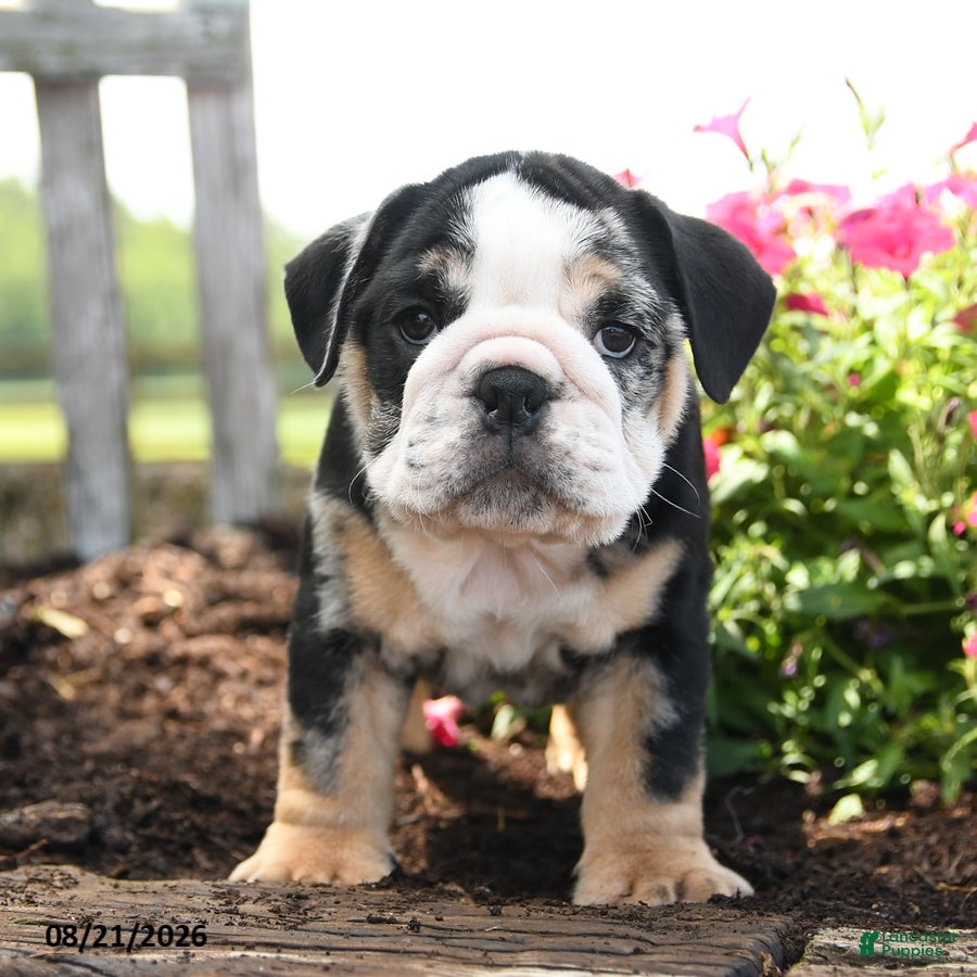 English Bulldog dogs Ralph - Ad 2