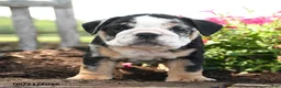 English Bulldog dogs for sale: Ralph - Ad 2