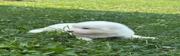 Great Pyrenees dogs for sale: Mr Blue - Ad 9