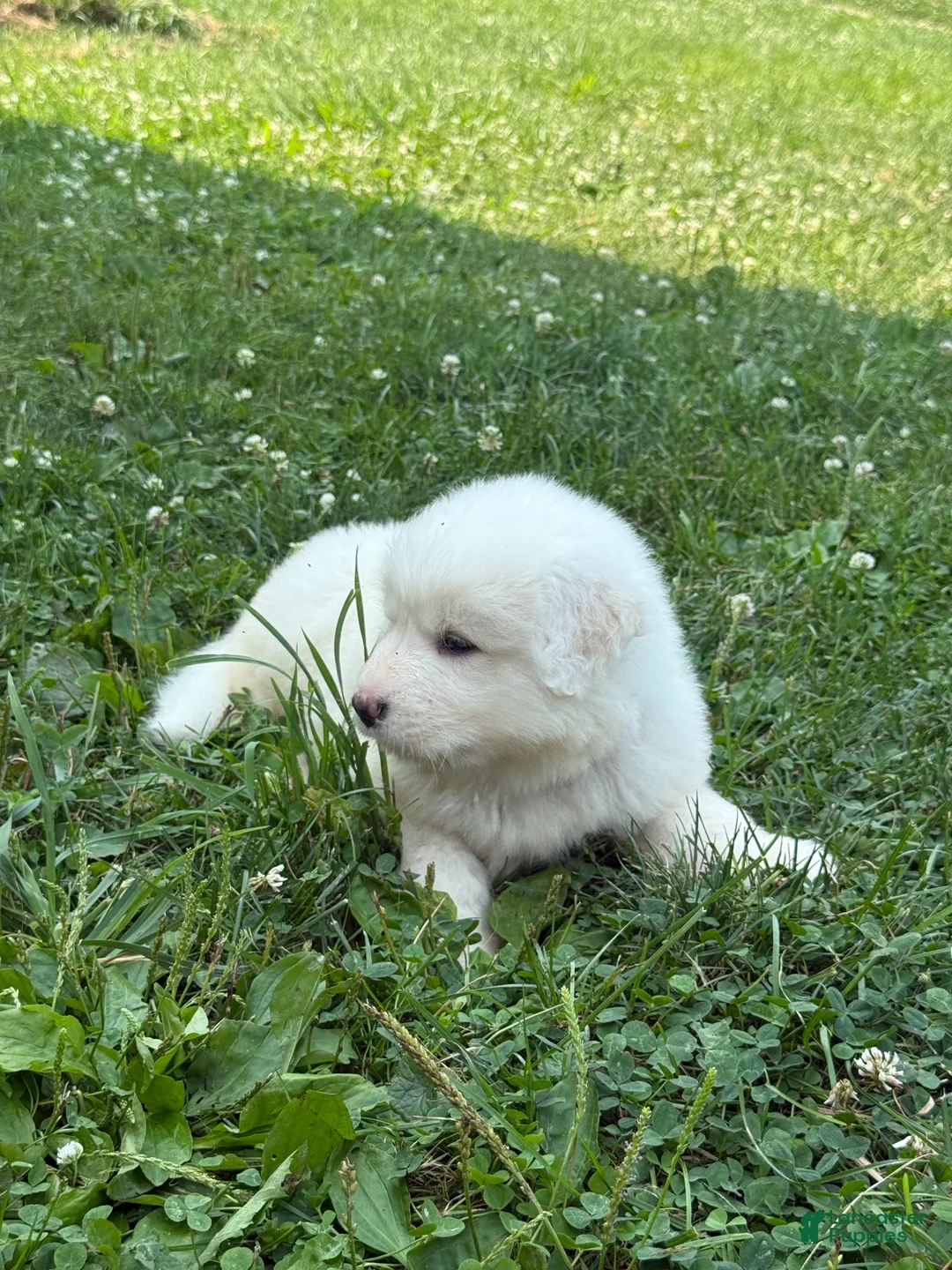 Great Pyrenees dogs for sale: Mr Blue - Ad 9