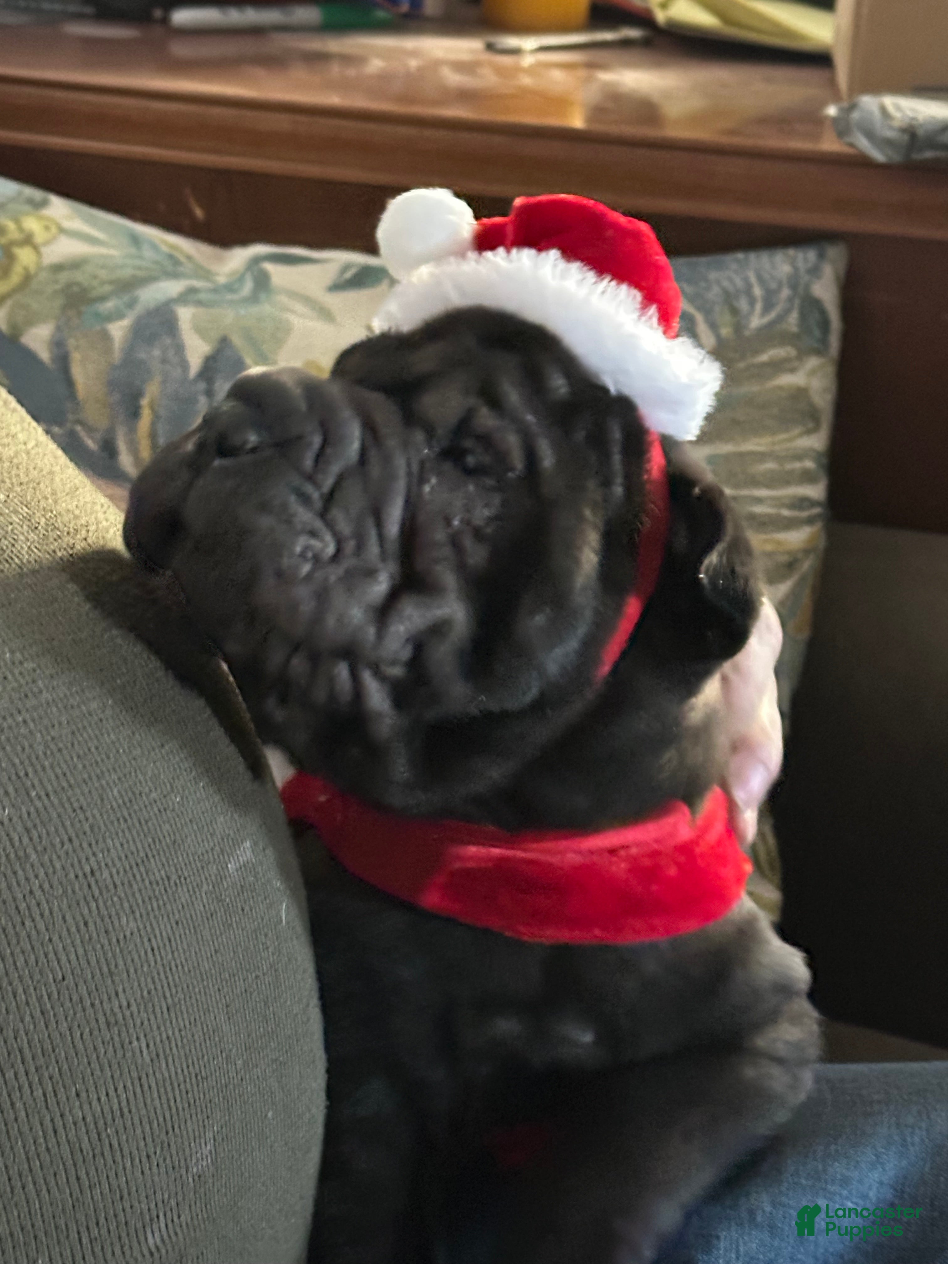 Shar Pei dogs Shar Pei Puppy 1 - Ad 2