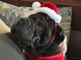 Shar Pei dogs Shar Pei Puppy 1 - Ad 2