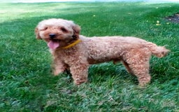 Mini Goldendoodle dogs for sale: Mia  - Image 12