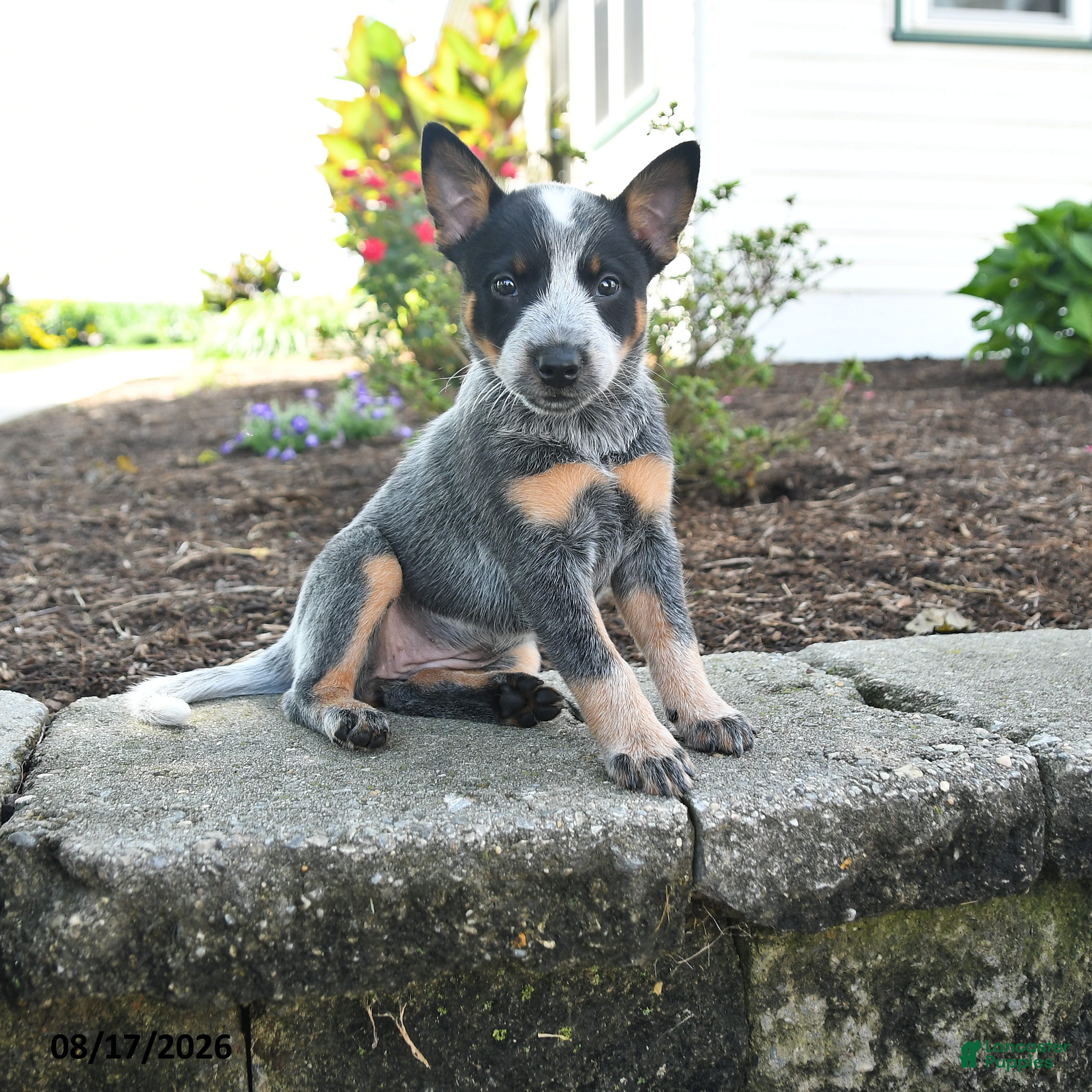 Australian Cattle Dog dogs Freya - Ad 1